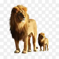 狮子和小狮子动物素材