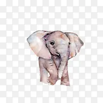 卡通可爱动物海报设计装饰大象