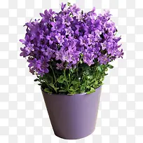 紫色花朵盆栽