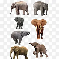 动物剪影手绘图片 大象