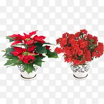 红色花卉装饰盆栽