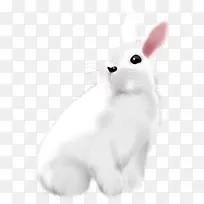 手绘白色小兔子