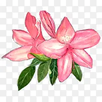 粉色手绘的杜鹃花