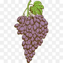 夏季手绘紫色葡萄