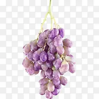 紫色漂亮葡萄