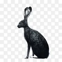 黑色兔子插画