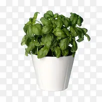 绿色植物花盆