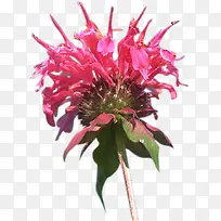 花心红颜