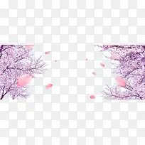 紫色樱花林