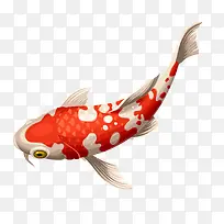 一条红花鱼