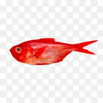 高清鲜活大红鱼