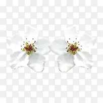 两朵洁白梨花花瓣图片素材