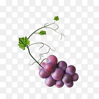 矢量手绘紫色葡萄藤蔓