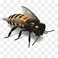 条纹蜜蜂