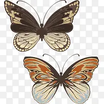 两只彩色的蝴蝶标本矢量元素