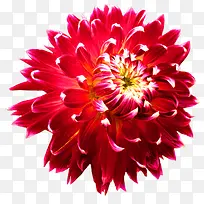 红色菊花花朵