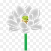 矢量白莲花