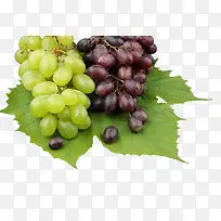 紫葡萄和绿葡萄