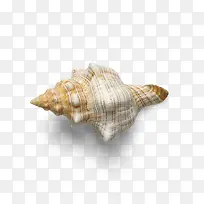 实物天然美丽贝壳海螺