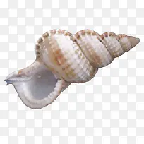 海螺实物图