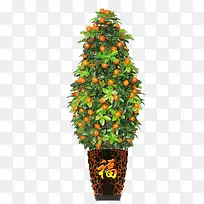 PNG一盆金桔树