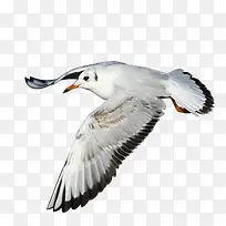 自由飞翔白灰色鸥