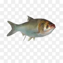 鱼类白鲢鱼图免下载