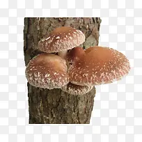 长在树干上的蘑菇