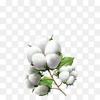 白色棉花球实物