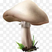 一朵矢量白色蘑菇