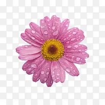 粉色的带有水珠的花