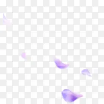 紫色花瓣飘落