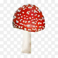 高清摄影颜色鲜艳的蘑菇红色