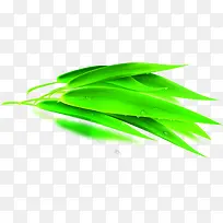 绿色新鲜竹叶露珠