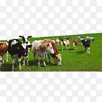 平面牛群吃草牧场矢量图