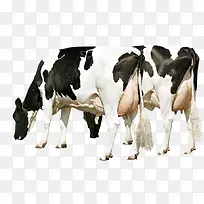 平面牧场奶牛吃草矢量图