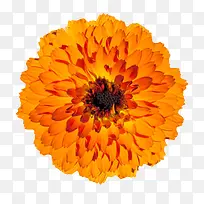 橙色有观赏性盛开的一朵大花实物