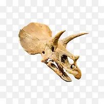 棕色三角龙头骨化石实物