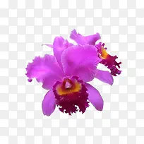 紫色卡特兰花