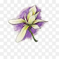 紫色木兰花