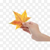 创意清新手拿枫叶免抠