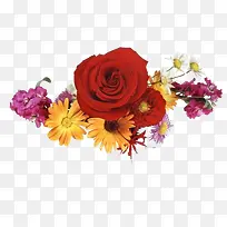 玫瑰菊花