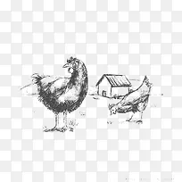 素描手绘牧场小鸡