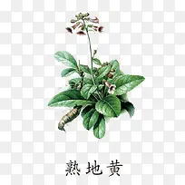 熟地黄免抠素材免费下载