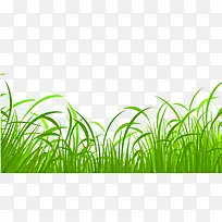 绿色草地植物矢量图