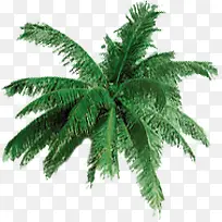高清摄影创意绿色的椰子树