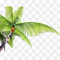 高清摄影海边度假区椰子树