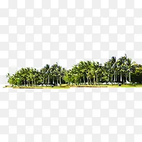 高清度假区风景区椰子树