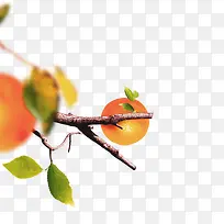 树枝上的一个橘子