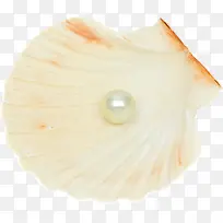 白色的贝壳和珍珠抠图
